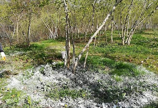 Fındıkta küllemeye Ünye çözümü