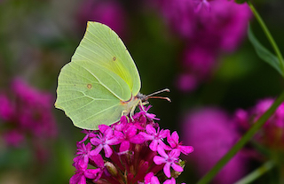 Burdur da yeni bir kelebek türü bulundu