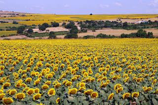 Yağışlar ayçiçeği üreticisini memnun etti