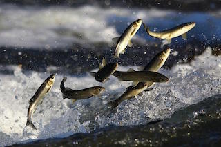 Van Gölü nün değerlisi İnci kefalinde av yasağı sona erdi