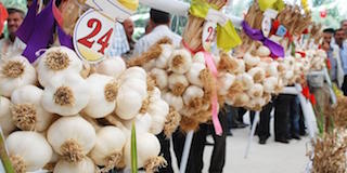 Sarımsağın başkentinde festival coşkusu