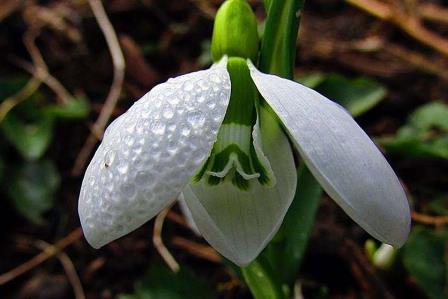 Bu bitkileri sakın ola koparmayın