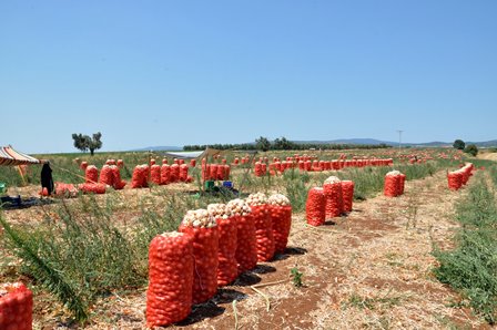 Soğanda üretim arttı fiyat düştü
