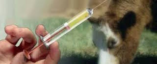 Hayvancılıkta kontrolsüz antibiyotik kullanımı büyük tehdit oluşturuyor