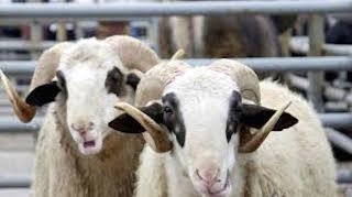 Siirt te tarım ve hayvancılığa 3 milyon 200 bin lira yatırım