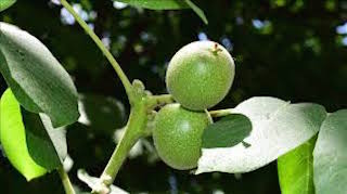 Cevizdeki antraknoz hastalığının nedenleri gen bankasında