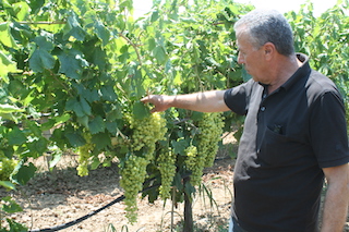 Kuru üzümde fiyat beklentisi 12 TL