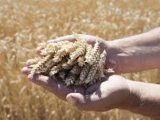 Çiftçinin kaderini değiştirecek tohum Hüseyinbey