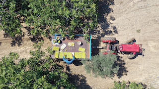 Sezonun ilk inciri hasat edildi