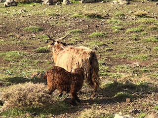Bozkır ekosistemine sahip çıkılıyor