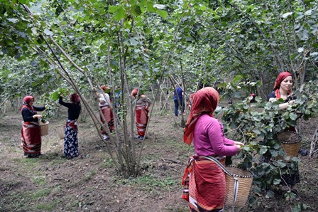 Fındıkta 17 liralık taban fiyat sevindirdi