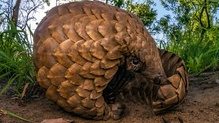 Pangolin Pulu Kaçakçıları İstanbul da yakayı ele verdi