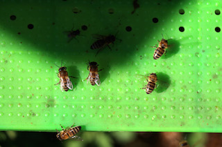 Arı yoksa hayat yok