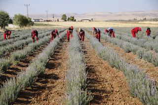 Mezopotamya dan dünyaya Lavanta ile barış mesajı