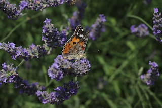 Lavanta ekimi kazandırıyor