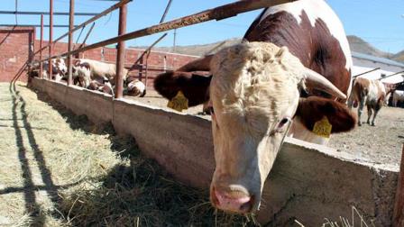 4 Kentte hayvan dinlendirme istasyonu