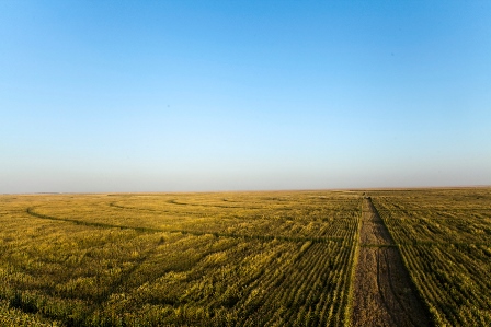 Hasat bitmeden ekim başladı