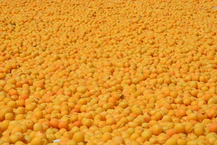 Kayısı hasadı devam ediyor