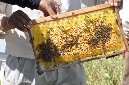 Siirtli arıcılar `propolis` üretimine yöneliyor