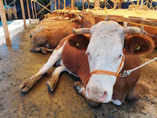 Kurbanlık alacak nelere dikkat etmeli