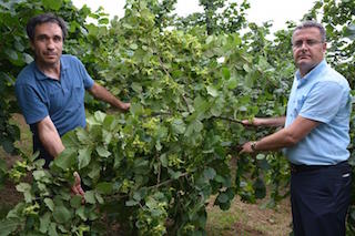 Örnek fındık bahçelerinde verim 300 kilograma ulaştı