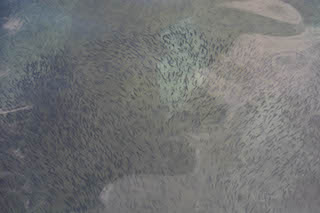 Göl ve göletlere 5 1 milyon sazan balığı yavrusu bırakılacak