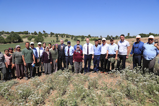 Denizli de kekik hasadı başladı