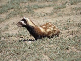 Nesli tehlike altındaki alacasansar kameralara takıldı