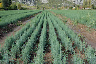 Ormancı 25 milyon fidanı toprakla buluşturdu