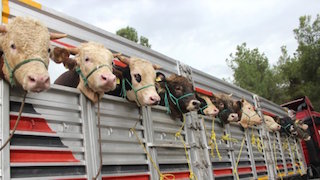 Kurbanlık sevkiyatına sıkı denetim