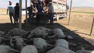 Su yerine gübre verdi hayvanları telef oldu