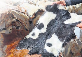 Kurban derileri heba olmasın