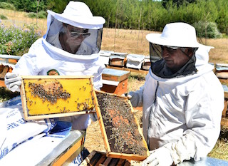 TAHTALI BARAJ HAVZASI `BAL ORMANI` NDA HASAT ZAMANI