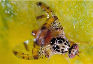 Hasat yaklaşırken Akdeniz Meyve Sineği ne dikkat