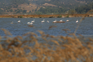 Sulak alanlara özel ilgi