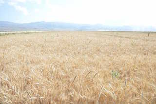 Buğday rekoltesinde düşüş