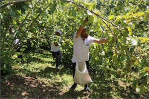 Fındıkta randıman arttı Beklenti yükseldi
