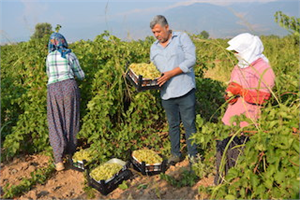 Islahiye Ovası nda üzüm hasadı