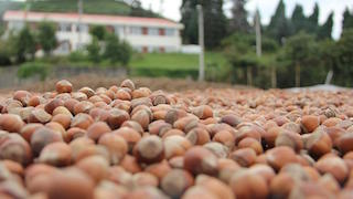 FİSKOBİRLİK GELEN TÜM FINDIĞA TALİP