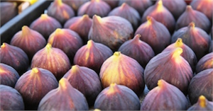 ÜRETİCİNİN YÜZÜ GÜLDÜ