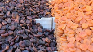 MTB DEN KURU KAYISI İÇİN LİSANSLI DEPO