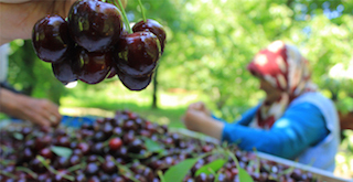 ÇİN AFYON KİRAZINI KEŞFEDİYOR