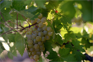 MANİSA SULTANİSİ AB`DE TESCİLLENECEK