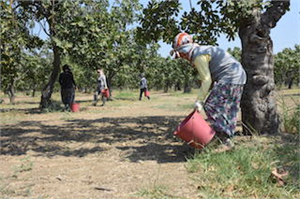 TARİŞ KURU İNCİR FİYATINI AÇIKLADI