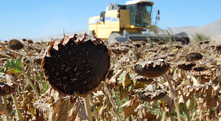 TRAKYA DA VERİM PATLAMASI