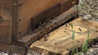 Arıcıları kuraklık vurdu