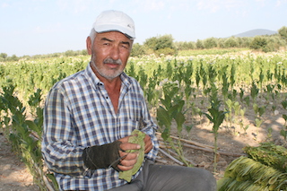 EGE NİN SON TÜTÜNCÜLERİ İŞ BAŞINDA