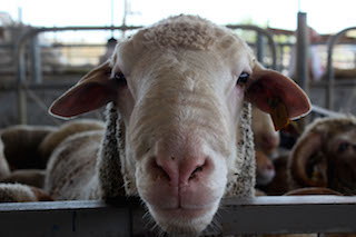 Kurbanlık için küçükbaş önerisi