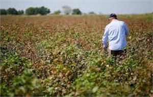 PAMUK ÜRETİCİSİNİN KIRMIZI ÖRÜMCEK KABUSU