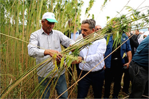 5 HOLDİNG KENEVİRE YATIRIM İÇİN ARAŞTIRMA YAPIYOR